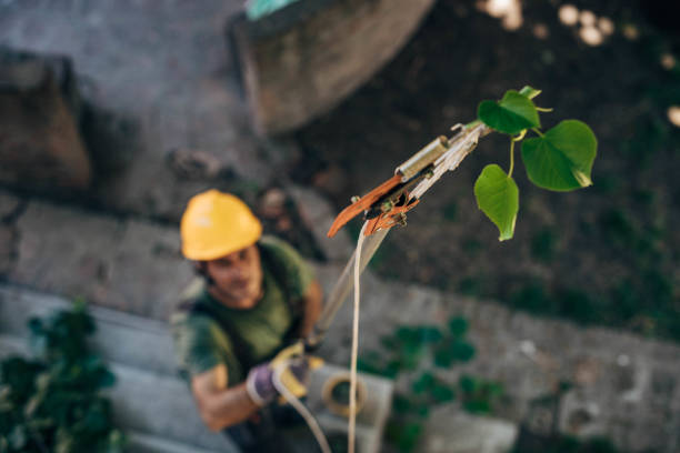 Best Tree Trimming and Pruning  in Rome City, IN